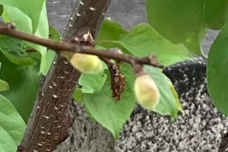 乙子神社　新潟　沼垂